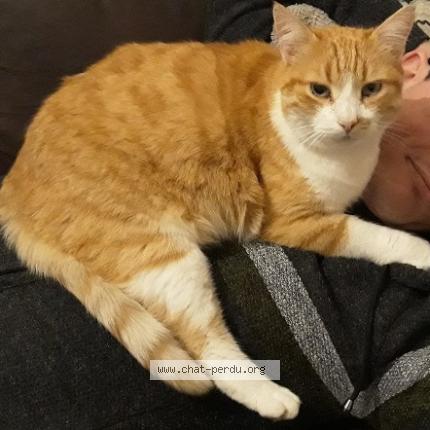 Foto 1/1 Moons Chat perdido en Limoges