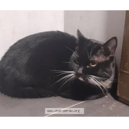 Foto 1/1 Gato encontrado Encontrado en Rennes