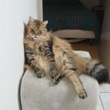 Foto del gato perdido en Mael Carhaix