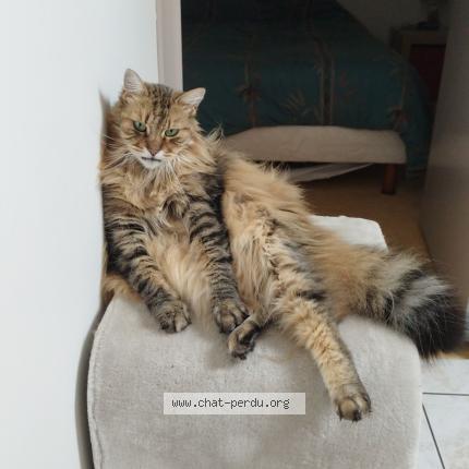 Foto 1/1 Idylle Chat perdido en Mael carhaix