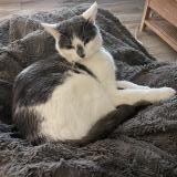 Foto del gato perdido en Lesigny