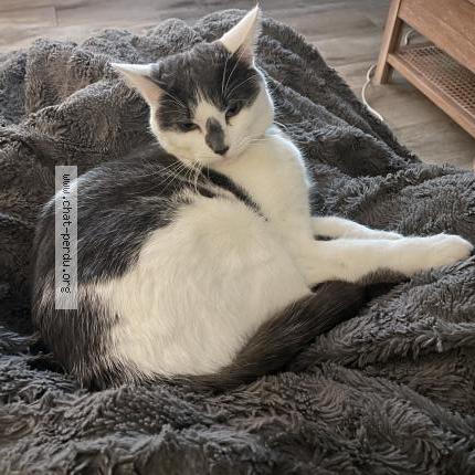 Foto 1/1 Darwin Chat perdido en Lesigny