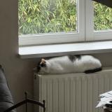 Foto del gato perdido en Vares