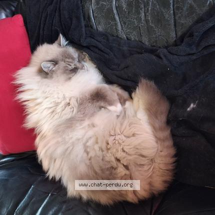 Foto 1/1 Haut Brion Chat perdido en Quincy voisins