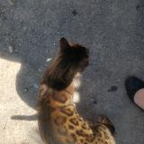 Foto de gato encontrado en Sete