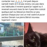 Foto del gato perdido en Denain