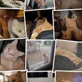 Foto del gato perdido en Portet Sur Garonne