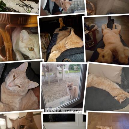 Foto 1/1 Rocky Chat perdido en Portet sur garonne