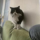 Foto del gato perdido en Royan