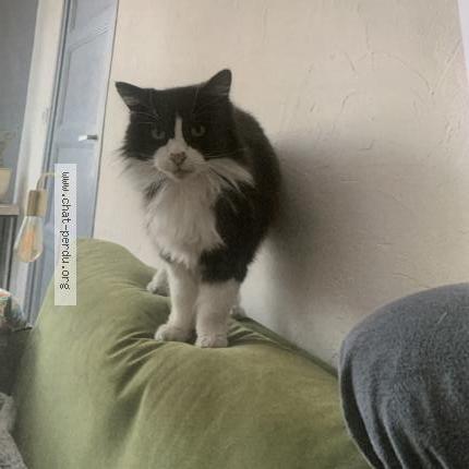 Foto 1/1 Moustache Chat perdido en Royan