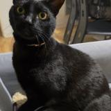 Foto del gato perdido en Firminy