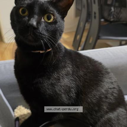 Foto 1/1 Akuma Chat perdido en Firminy