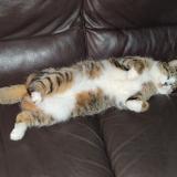 Foto del gato perdido en Gragnague