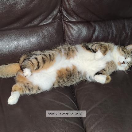 Foto 1/1 Plume Chat perdido en Gragnague