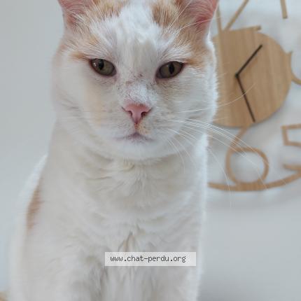 Foto 1/1 Solo Chat perdido en Merignac