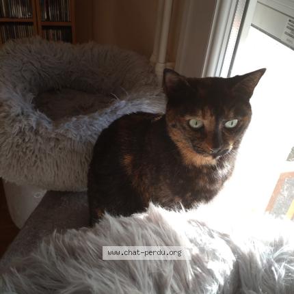 Foto 1/1 Cookie Chat perdido en Feurs