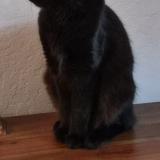 Foto del gato perdido en Le Beausset