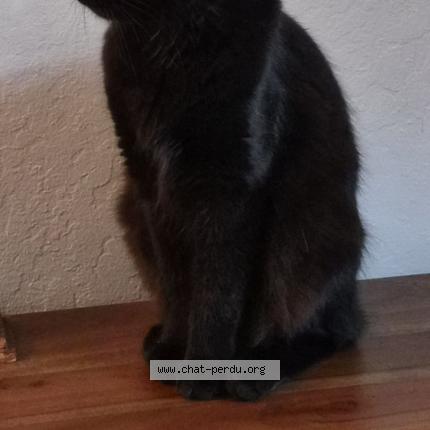 Foto 1/1 Minue Chat perdido en Le beausset