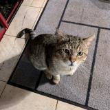 Foto de gato encontrado en Toulouse