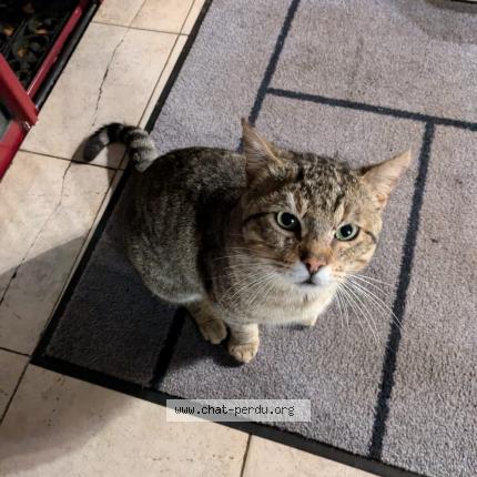 Foto 1/1 Gato encontrado Encontrado en Toulouse
