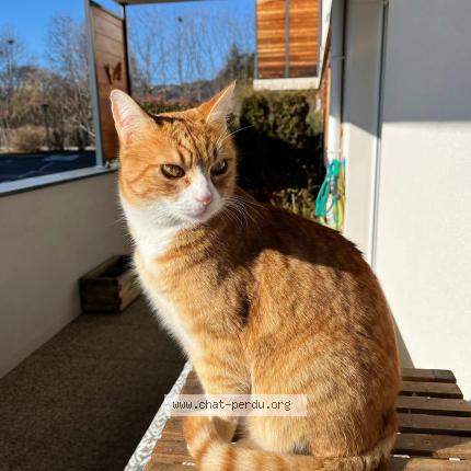 Foto 1/1 Caramel Chat perdido en Gap