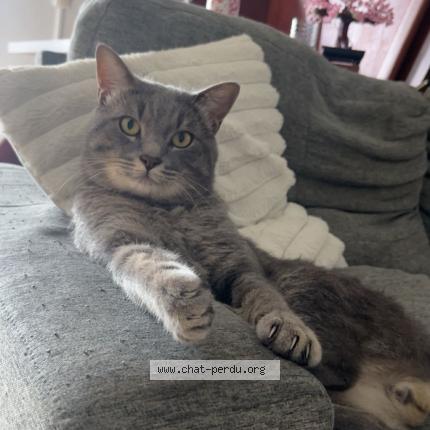 Foto 1/1 Kyubi Chat perdido en Tampon