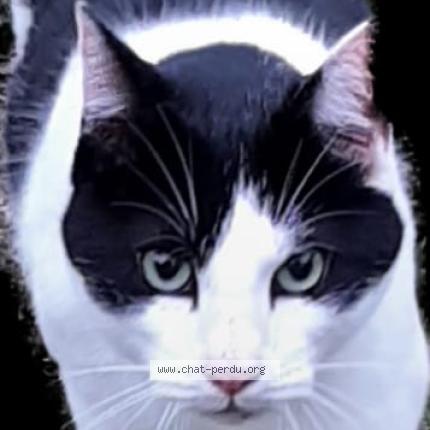 Foto 1/1 Neko Chat perdido en Alvignac