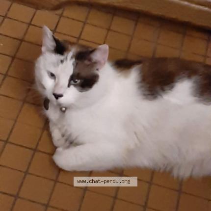 Foto 1/1 nougat Chat perdido en Somain