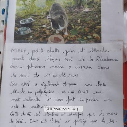 Foto 1/1 Molly Chat perdido en Sene