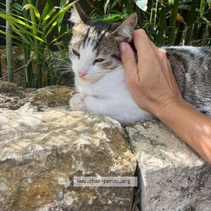 Foto 1/1 Toby Chat perdido en Saint barthelemy