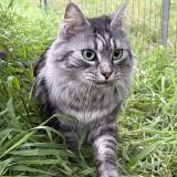 Foto del gato perdido en Lunel