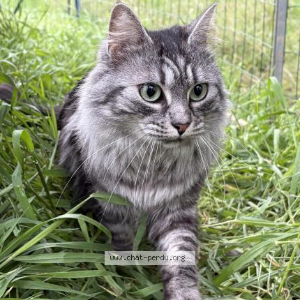 Foto 1/1 Zia Chat perdido en Lunel