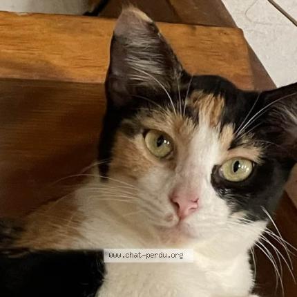 Foto 1/1 Moly Chat perdido en Saint barthelemy