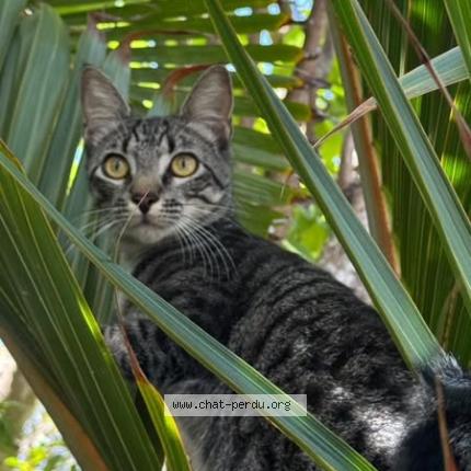 Foto 1/1 Bengous Chat perdido en Saint barthelemy