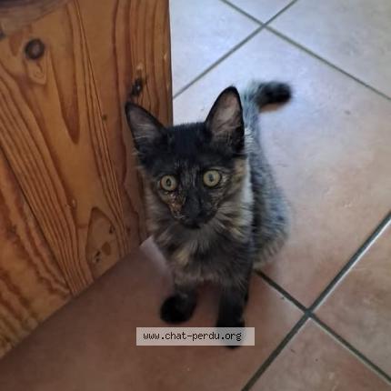 Foto 1/1 Ifahem Chat perdido en Saint barthelemy