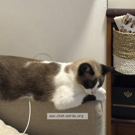 Foto 2/3 Luci Chat perdido en Saint barthelemy