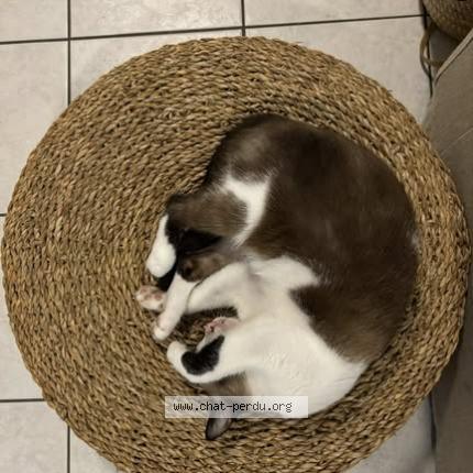 Foto 3/3 Luci Chat perdido en Saint barthelemy