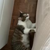 Foto del gato perdido en Bouzille