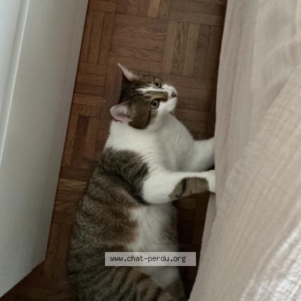 Foto 1/1 Guapo Chat perdido en Bouzille