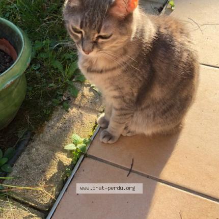 Foto 1/2 Chipie Chat perdido en Chassieu