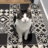 Foto del gato perdido en Haisnes