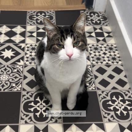 Foto 1/1 Simba Chat perdido en Haisnes