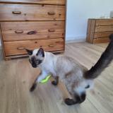 Foto de gato encontrado en Savasse