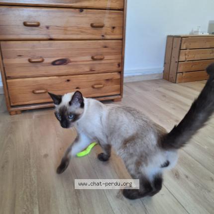 Foto 1/1 Gato encontrado Encontrado en Savasse