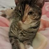 Foto del gato perdido en St Julien En Born