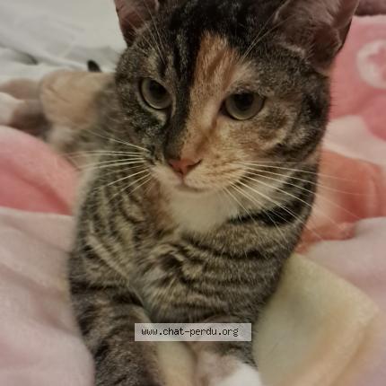 Foto 1/1 Z&iuml;a Chat perdido en St julien en born