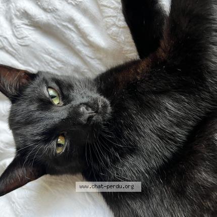 Foto 1/1 Hades Chat perdido en La madeleine