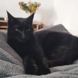 Foto del gato perdido en Le Revest Les Eaux