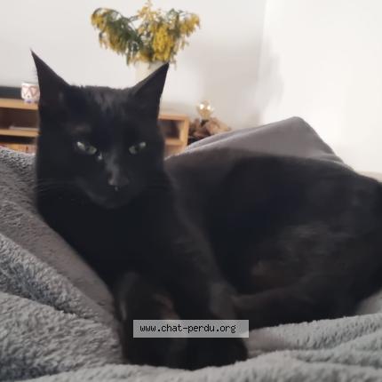 Foto 1/1 Barbecute Chat perdido en Le revest les eaux