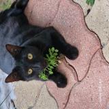 Foto del gato perdido en Cormeilles En Parisis